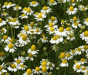 Premier Seeds Direct Chamomile Anthemis Nobilis 6000 Seeds RRP £1.29 CLEARANCE XL 99p