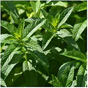 Premier Seeds Direct Mint ''Spearmint'' (Mentha Spicata) 4000 Seeds RRP £1.09 CLEARANCE XL 59p or 2 for £1